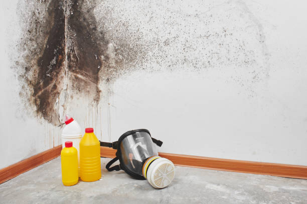 Best Emergency Mold Remediation in Pine Mountain Clu, CA