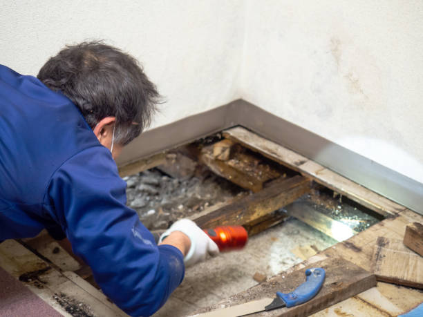 Best Basement Mold Remediation in Pine Mountain Clu, CA
