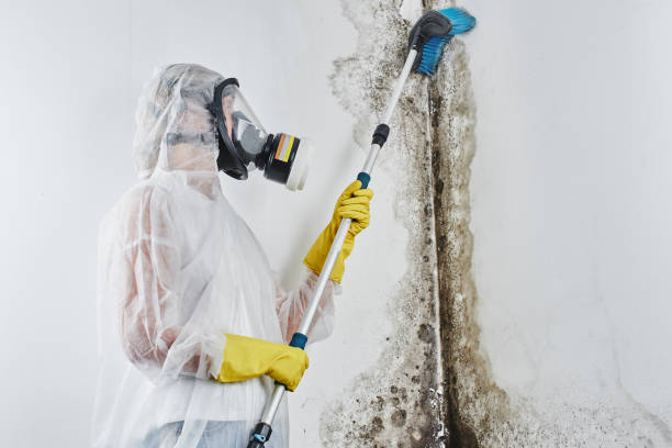 Best Mold Testing and Inspection Services in Pine Mountain Clu, CA