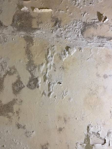 Best Attic Mold Remediation in Pine Mountain Clu, CA
