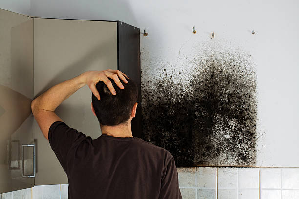 Best Black Mold Remediation in Pine Mountain Clu, CA