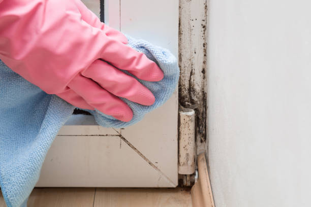 Best Kitchen Mold Remediation in Pine Mountain Clu, CA